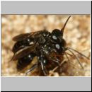 Miscophus ater - Grabwespe 001d 5mm - Paarung mit Spinne - OS-Wallenhorst-Sandgrube-det.jpg